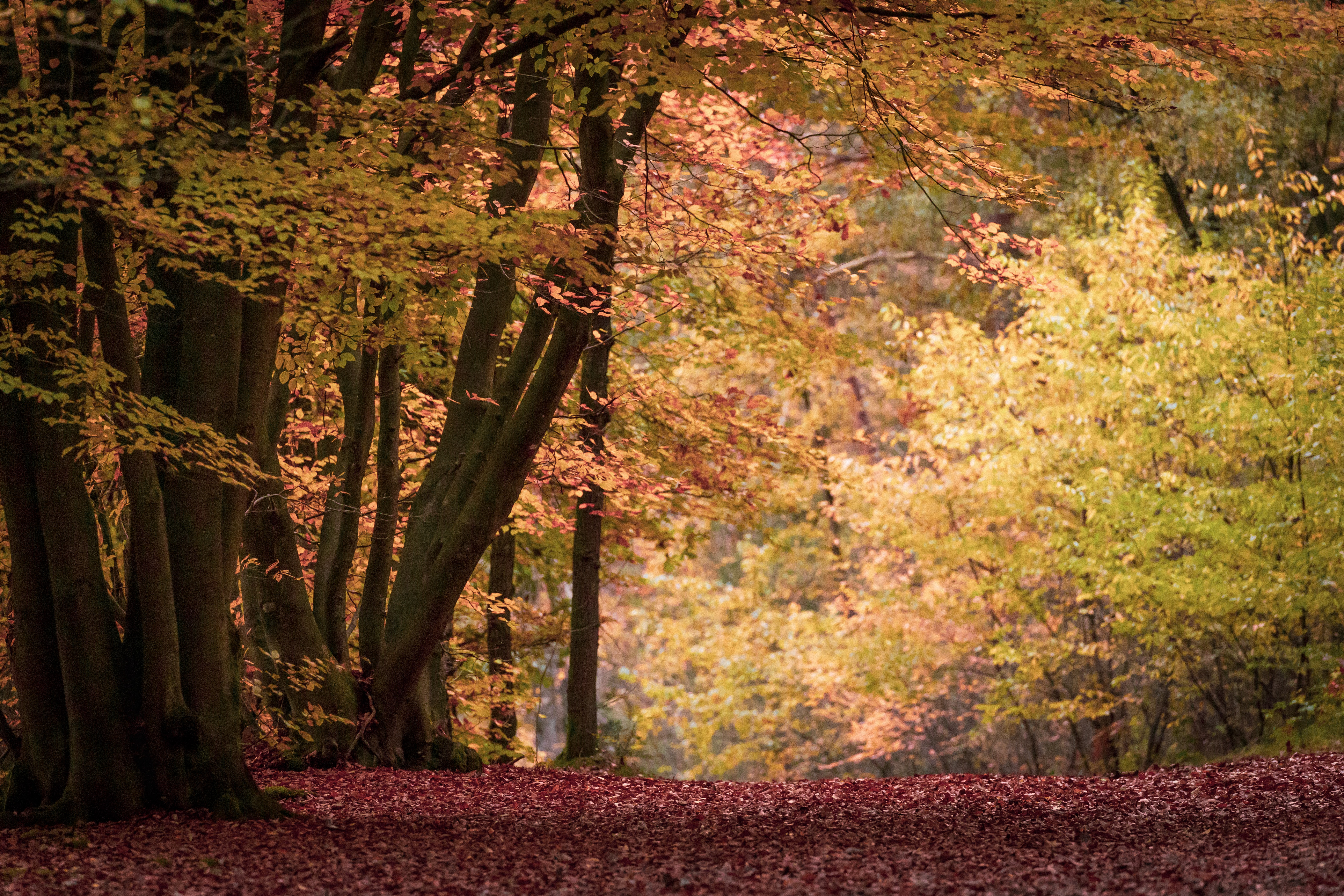 Herfst_bos-1